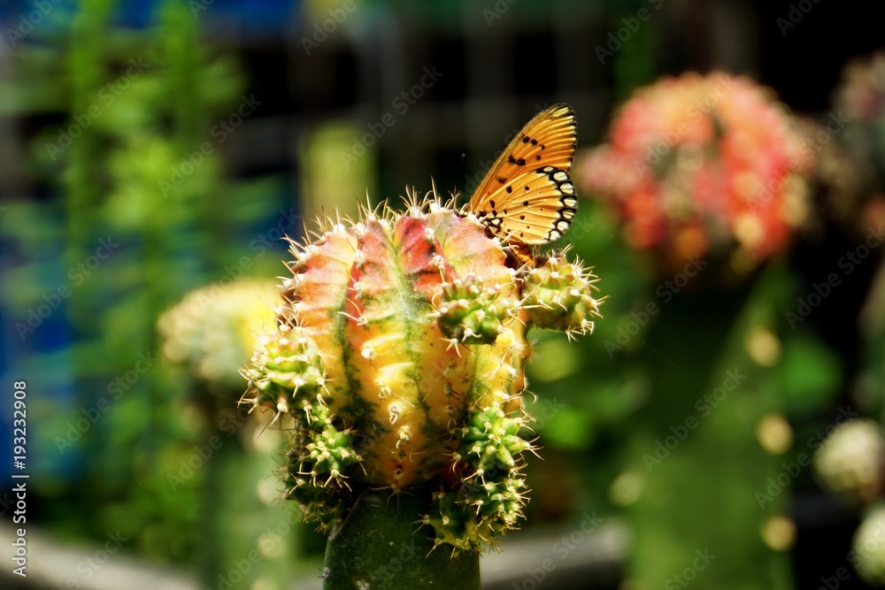 Naklejka premium Butterfly wings orange Fly on a colorful cactus. Feel the natural.