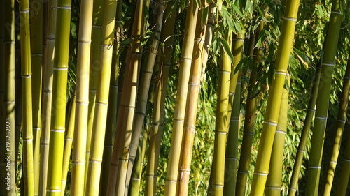 Bamboo grove  bamboo forest natural green background