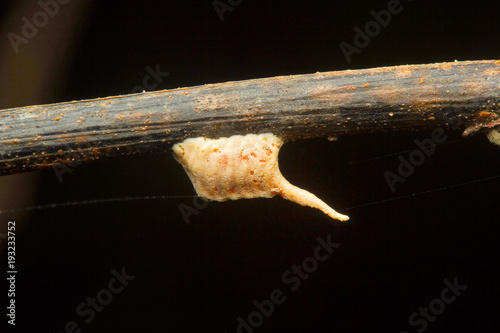 Mantis Ootheca, Aarey Milk Colony , INDIA photo