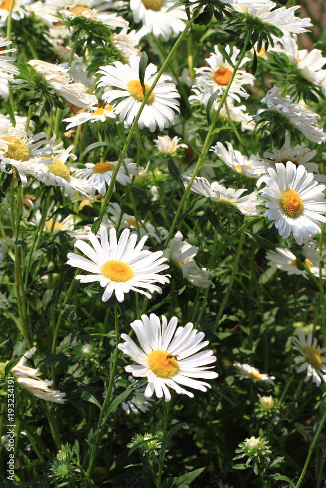 Obraz premium white daisy flowers