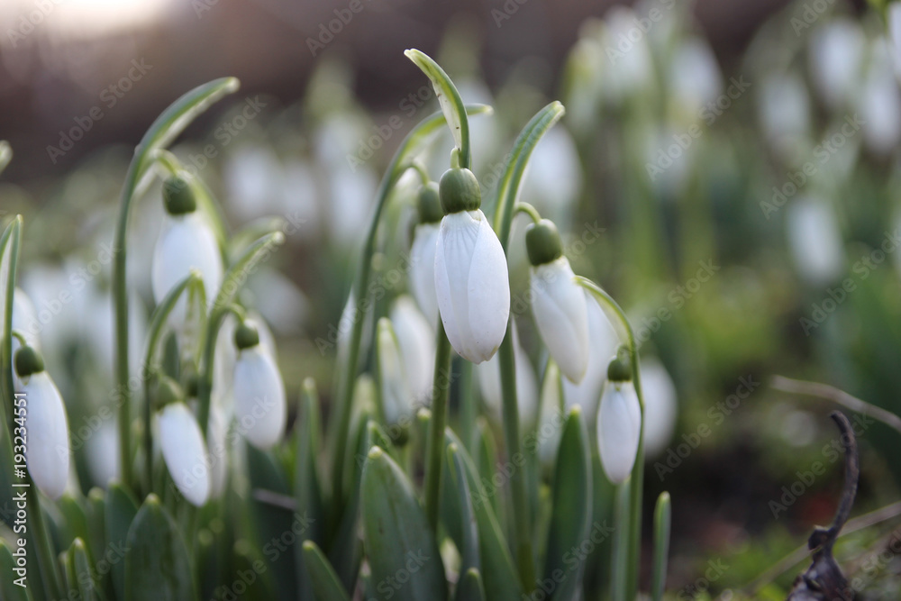 forest, white snowdrops, forest primroses. forest, white snowdrops, forest primroses.