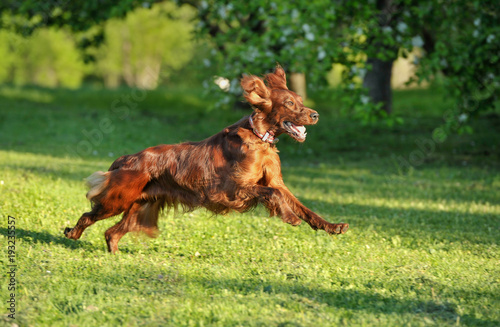 Red dog running against background green grass