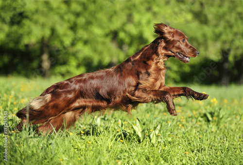 Obraz na płótnie Red dog running against background green grass