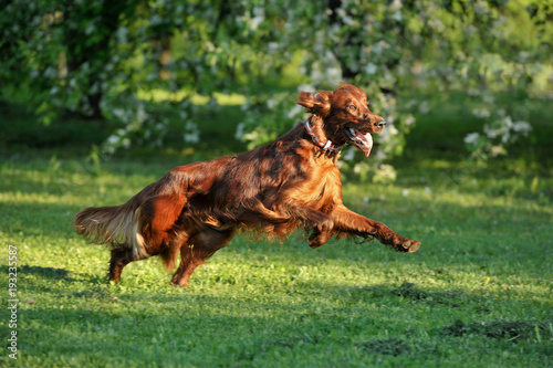 Red dog running against background green grass