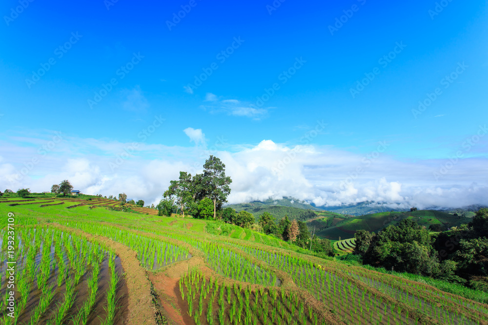 green terraced rice field with blue sky at Chiangmai Thailand