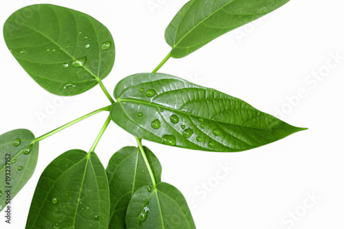 Green leaves with water drops isolate on white background with clipping path