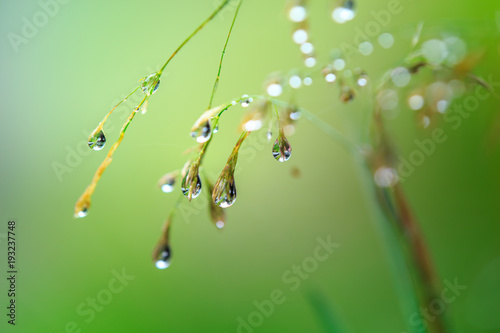 dew drops on grass flower  concept for fresh air in the morning  Chiangmai Thailand