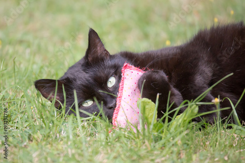 Schwarze Katze mit Duftkissen im Garten