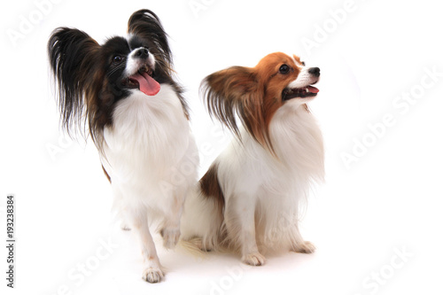 two papillon dogs isolated