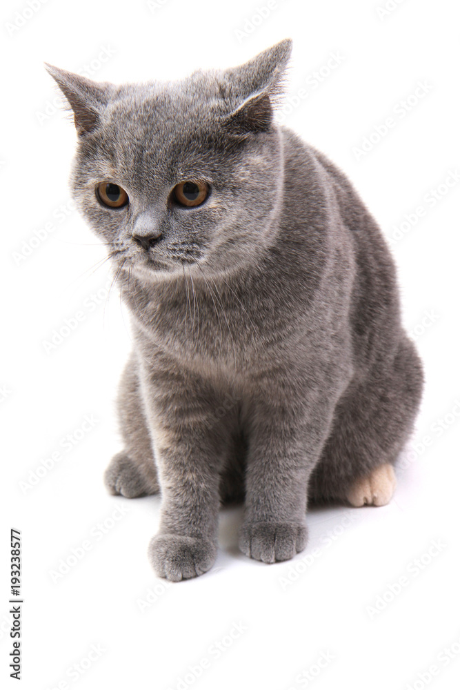 Obraz premium british cat isolated