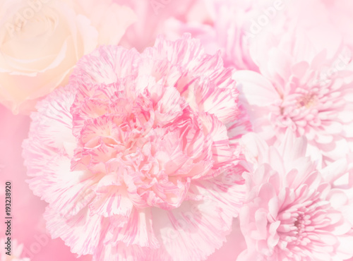 Beautiful carnation flower in soft and blur style for background