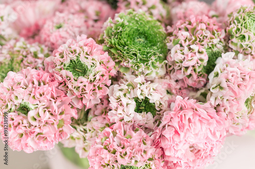 Persian buttercup. lace with many petals. Bunch pale pink ranunculus flowers light background. Wallpaper