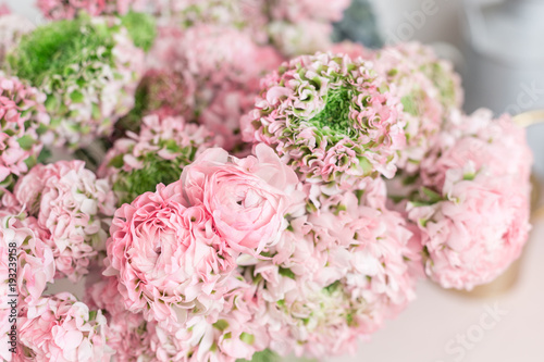 Persian buttercup. lace with many petals. Bunch pale pink ranunculus flowers light background. Wallpaper