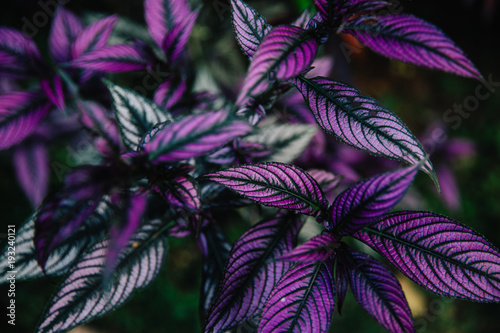 Strobilanthes dyerianus (persian shield), tropical plant with beautiful purple leaves. Indonesia, Bali. photo