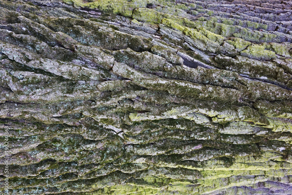 old green oak tree bark texture