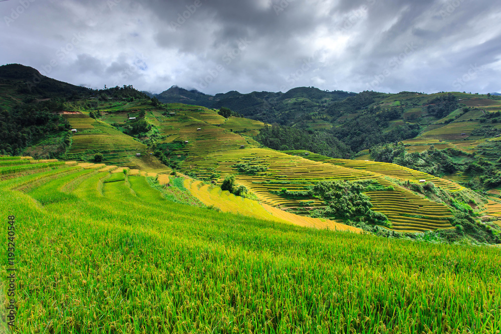 Terrace rice field at Mu  Cang Jai, Vietnam.