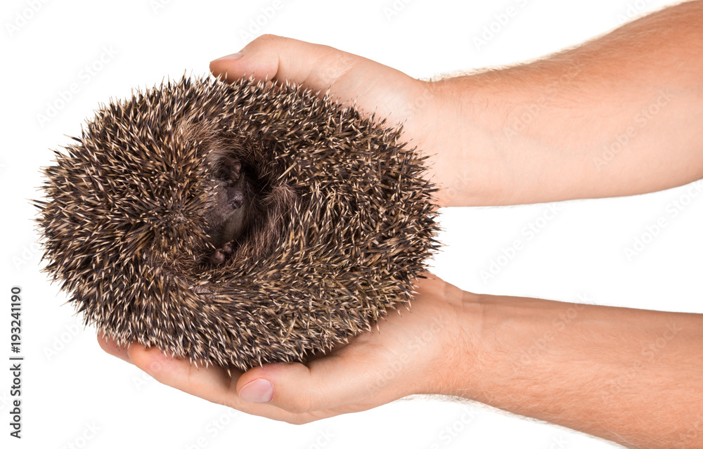 Obraz premium Prickly hedgehog curled into a ball in hands of men, isolated on white