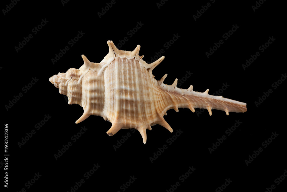 Seashell isolated on a black background. Seashell isolated on a black background.
