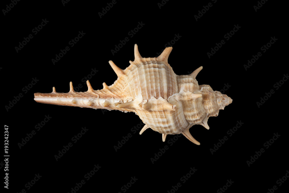 Seashell isolated on a black background. Seashell isolated on a black background.