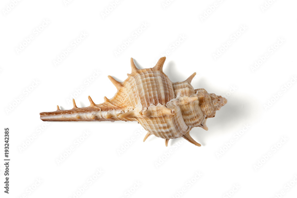 Seashell isolated on a white background. Seashell isolated on a white background.