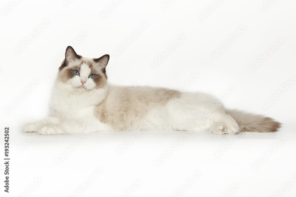 Fluffy beautiful white cat of a Neva Masquerade with blue eyes posing lying on a white background. Cat isolated on white background.