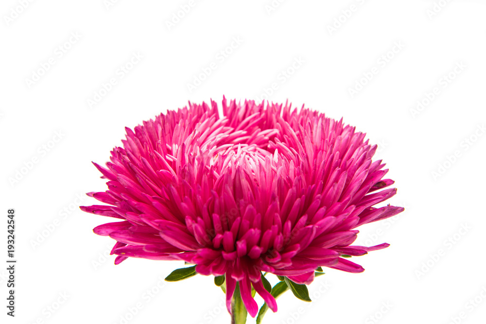 Obraz premium aster flowers