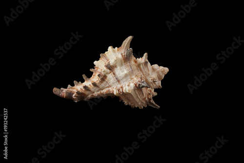 Seashell isolated on a black background.