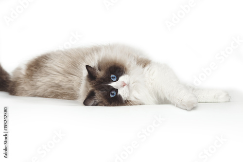 Fluffy beautiful white cat of a Neva Masquerade with blue eyes posing lying on a white background. Cat isolated on white background.