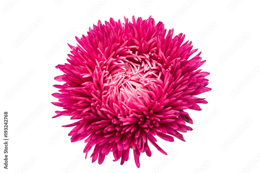 aster flowers aster flowers
