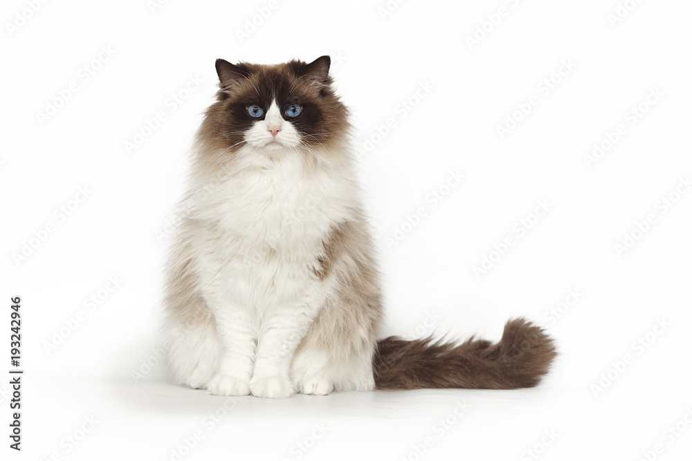 Fluffy beautiful cat ragdoll with blue eyes posing while sitting on studio white background. Cat isolated on white background.