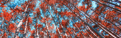 autumn forest trees