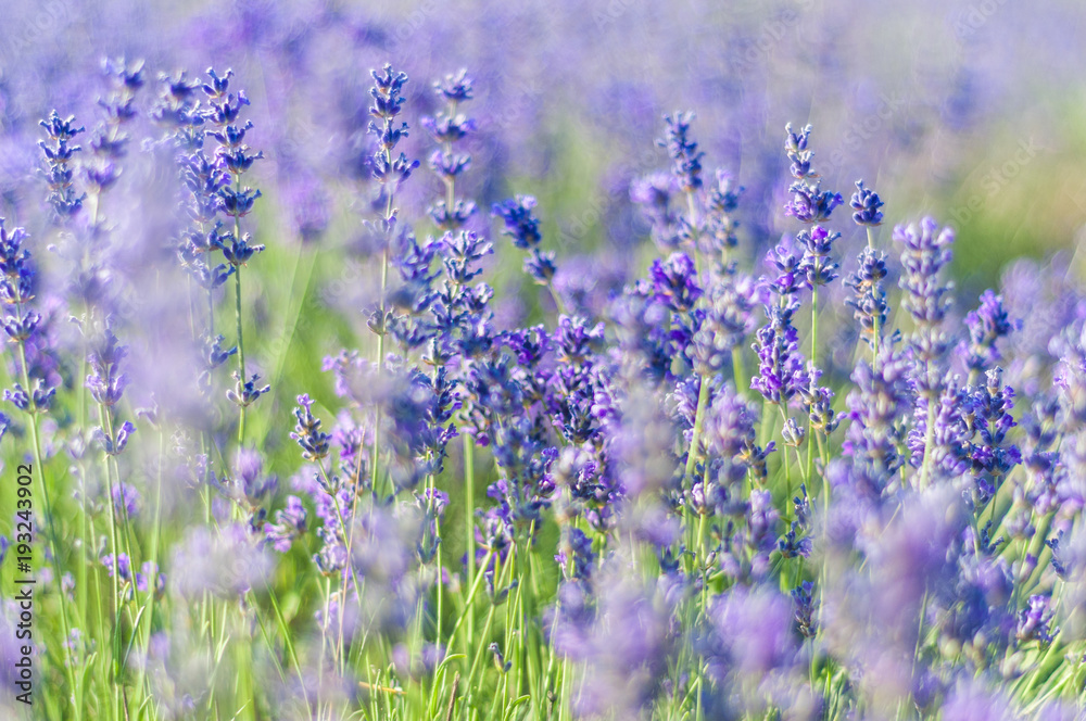 Obraz premium Lavender Field in the summer