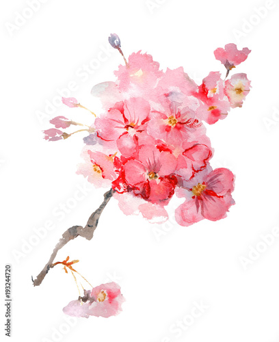 Lush blooming sakura branch watercolor illustration isolated on white background