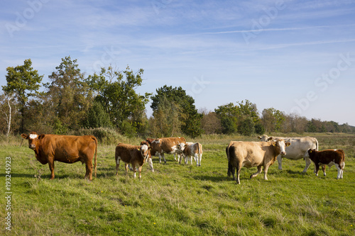 Rinder auf der Weide  Fischland-Dar  -Zingst  Mecklenburg-Vorpommern  Deutschland  Europa