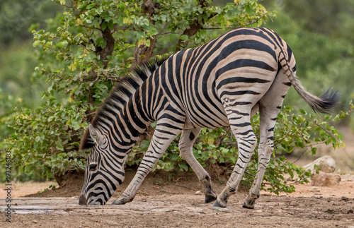 a lone zebra drinking water at a watering hole 