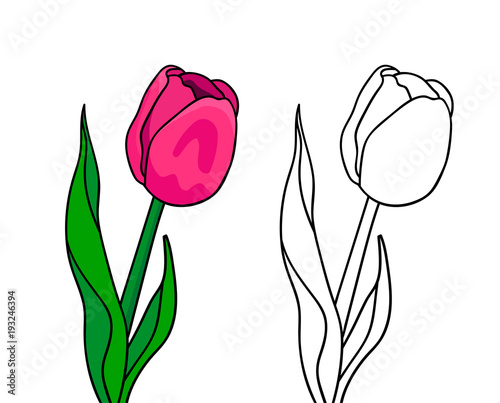Basic RGBVector simpleline art tulp for coloring book with example colors