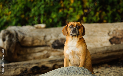 Puggle dog outdoor portrait sitting on rugged beach with driftwood photo