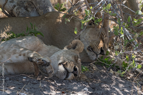Fototapeta Naklejka Na Ścianę i Meble -  Two sleeping young lions at the roadside in Chobe National Park, Botswana
