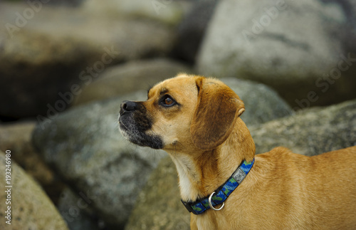 Puggle dog outdoor portrait in large rocks photo