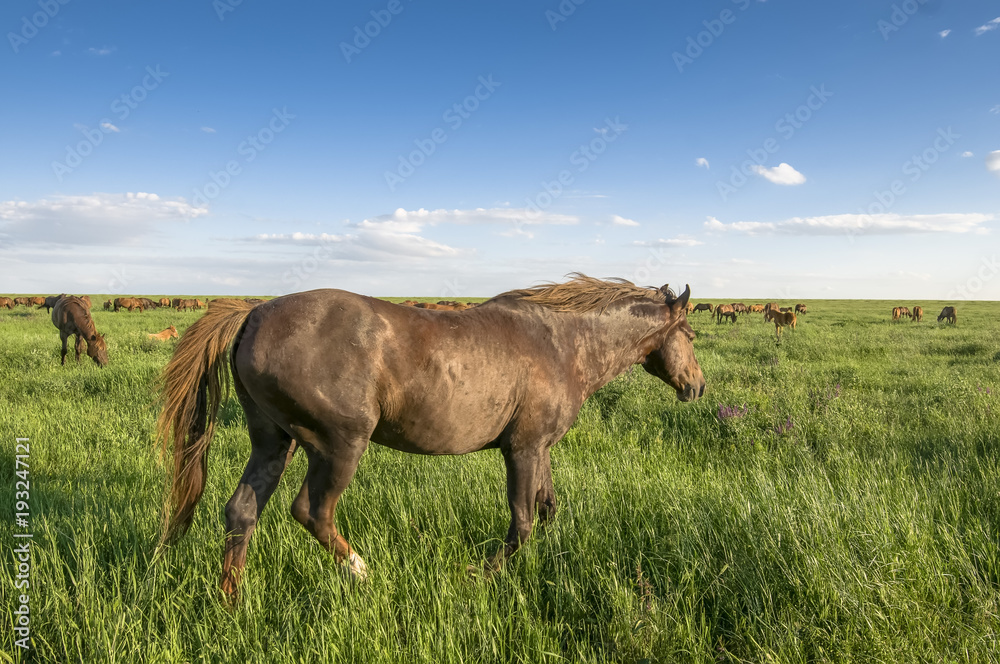 Obraz premium portrait of a wild horse