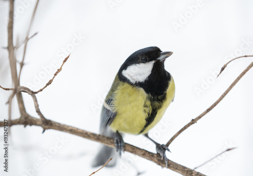 great tit on bate tree branch