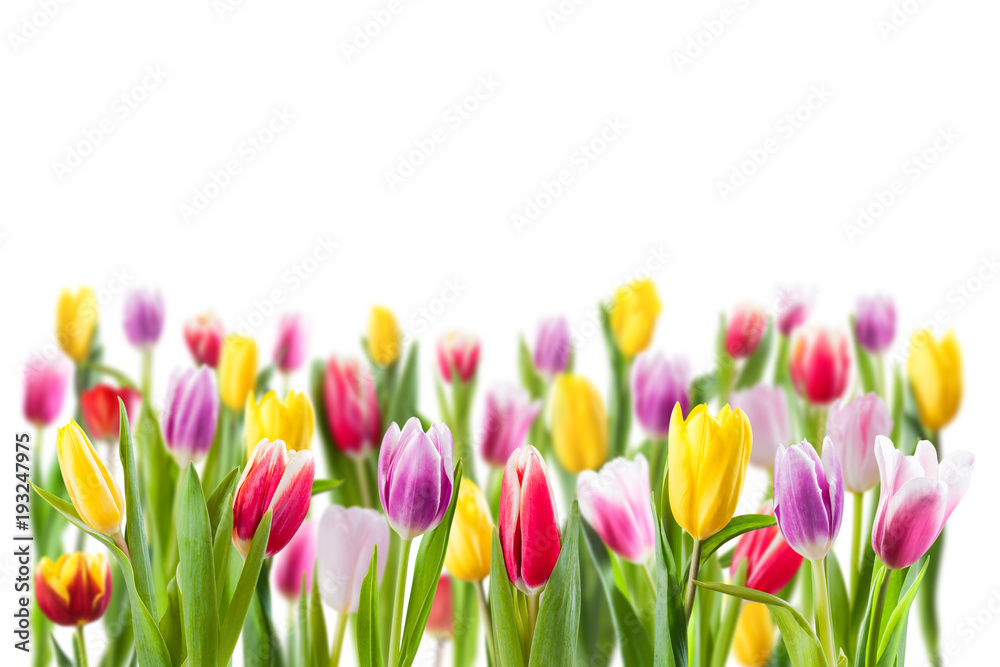 Fototapeta premium Tulipanowi kwiaty odizolowywający na bielu