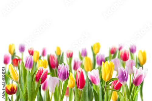 Fototapeta Naklejka Na Ścianę i Meble -  Tulip flowers isolated on white