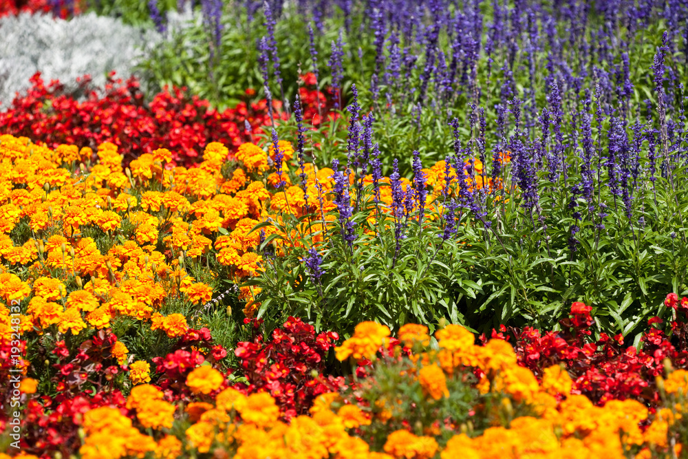 flower garden, nature flower garden, nature