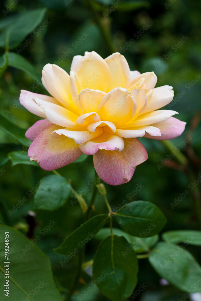 Blooming roses, flower