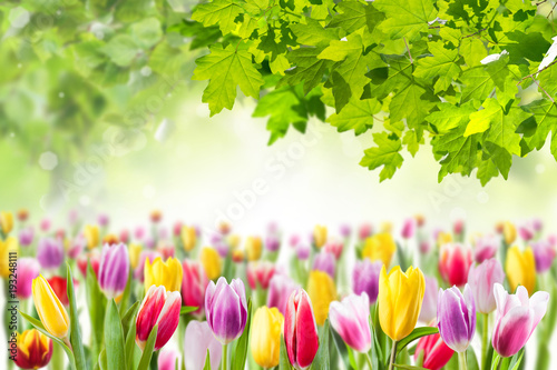 Fototapeta Naklejka Na Ścianę i Meble -  Tulip flowers meadow, spring background