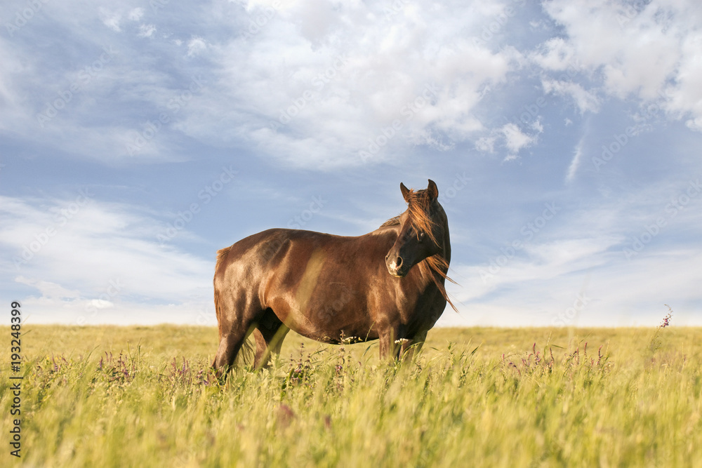 The wild horse, Equus ferus, in the steppe in the early morning enlightened by sunlight rays. View on a horse pasturing in the steppe.