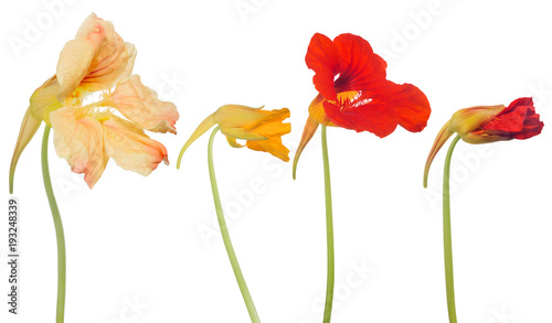 Photos four nasturtium flowers isolated on white
