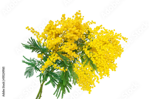 Mimosa flower blossom isolated on white background. Greeting card template. Shellow depth. Soft toned
