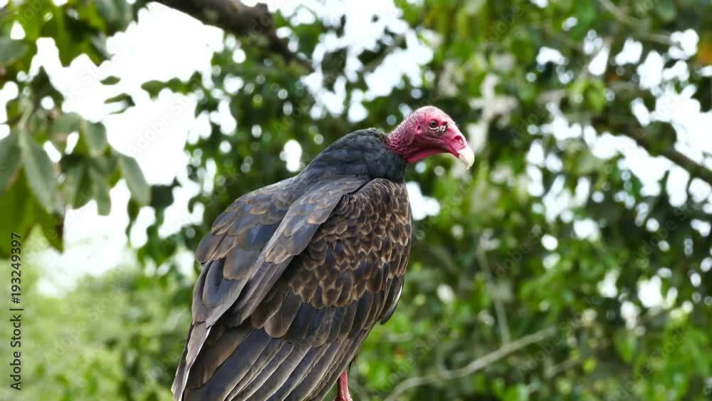 Turkey Vulture (Cathartes Aura) looking around with trees in background